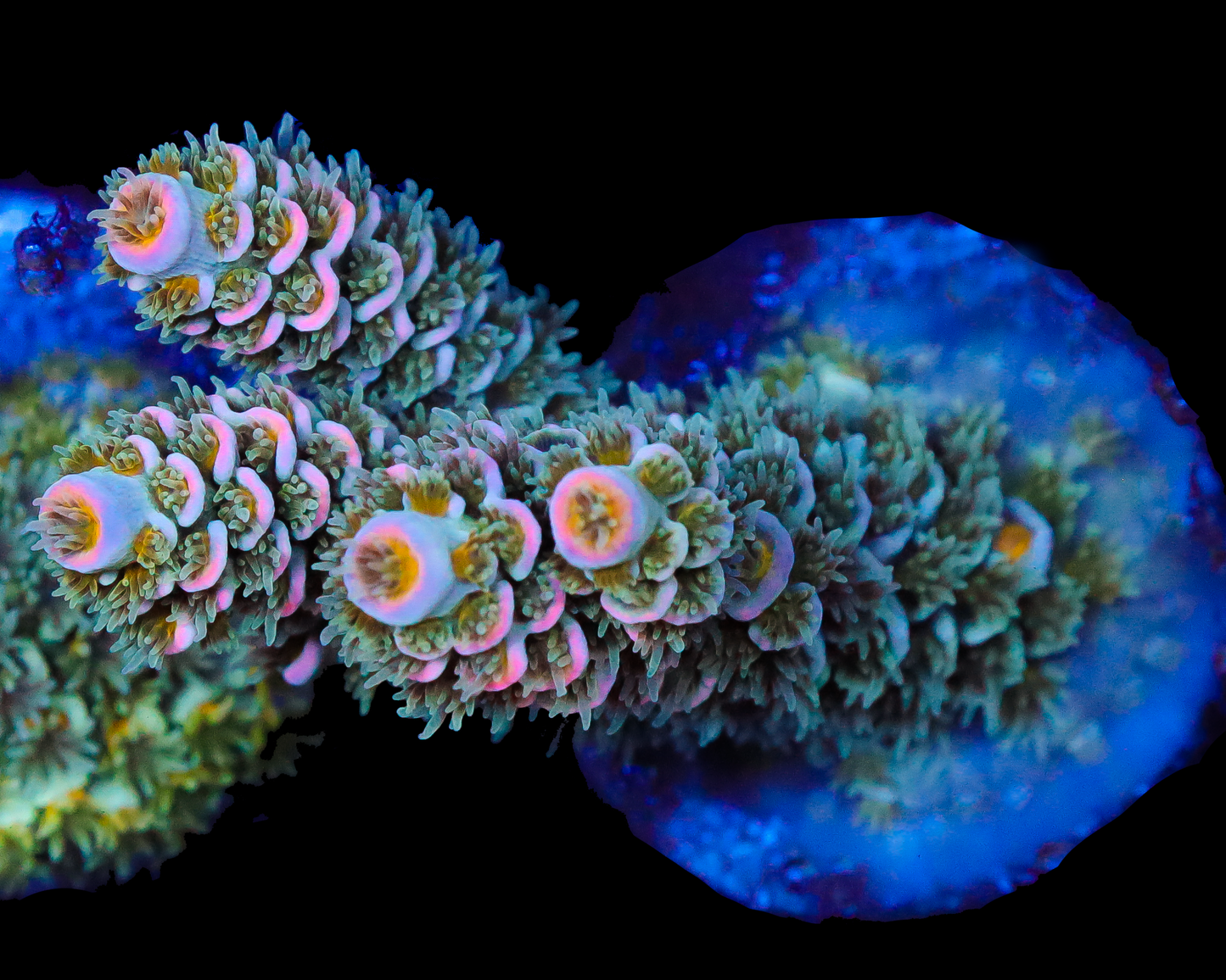 818'S WONDERBERRY TENUIS