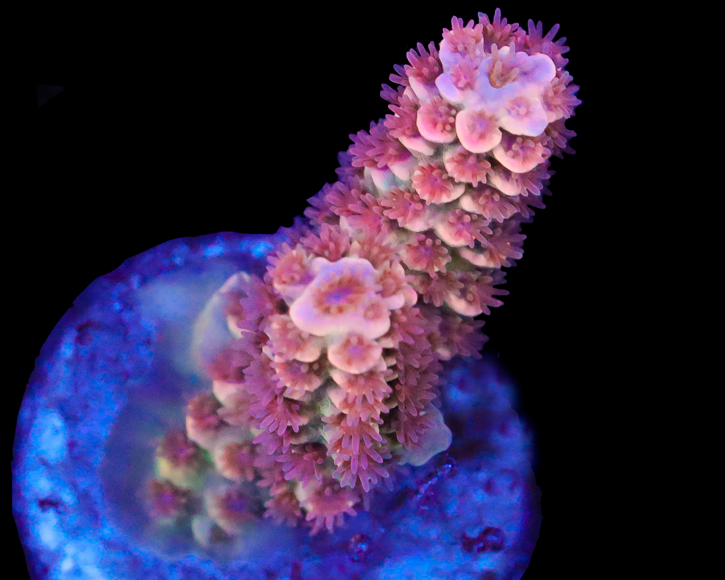 818'S WHITE ZOMBIE TENUIS