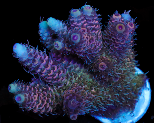 818'S GDP MILLIE MINI COLONY