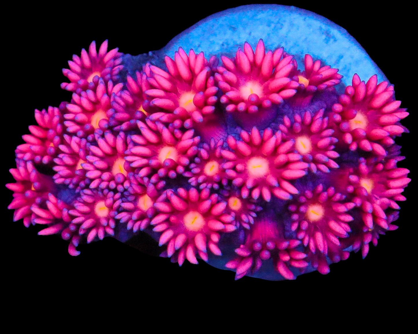 818'S SWEETLIPS GONI