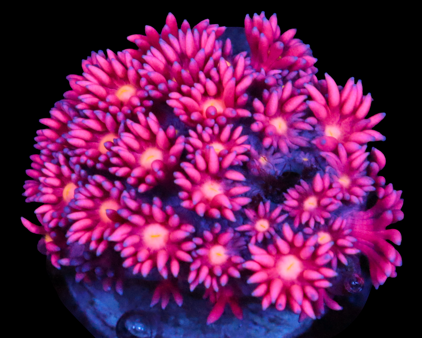 818'S SWEETLIPS GONI