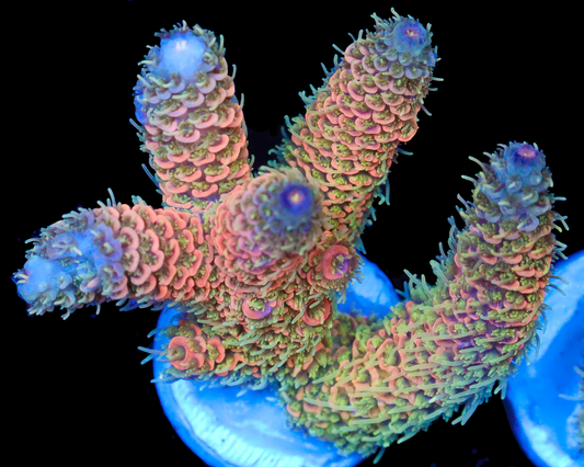 818'S SUNKIST MILLIE