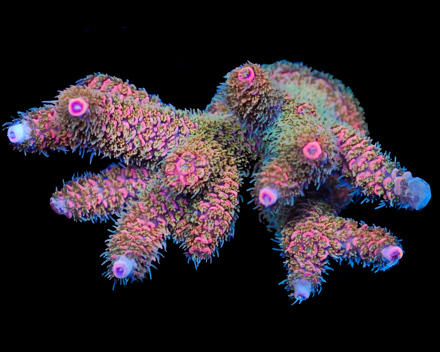 818'S STRAWBERRY SPLASH MILLIE CHUNK