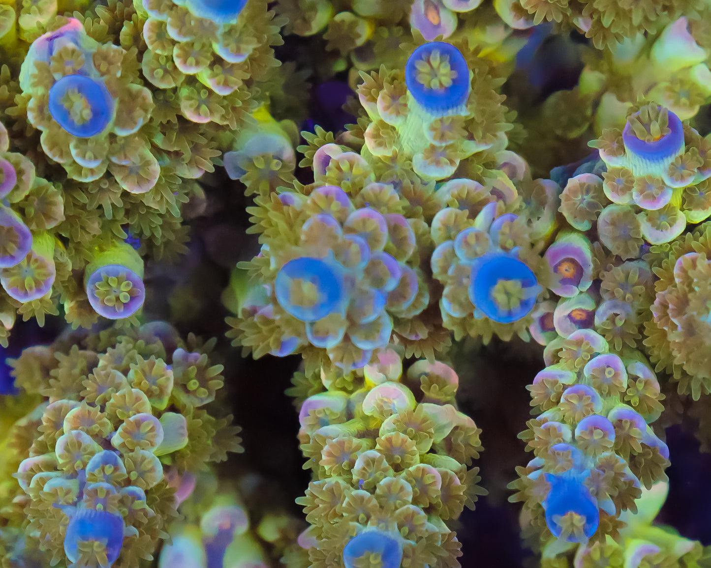 818'S PIPELINE TENUIS