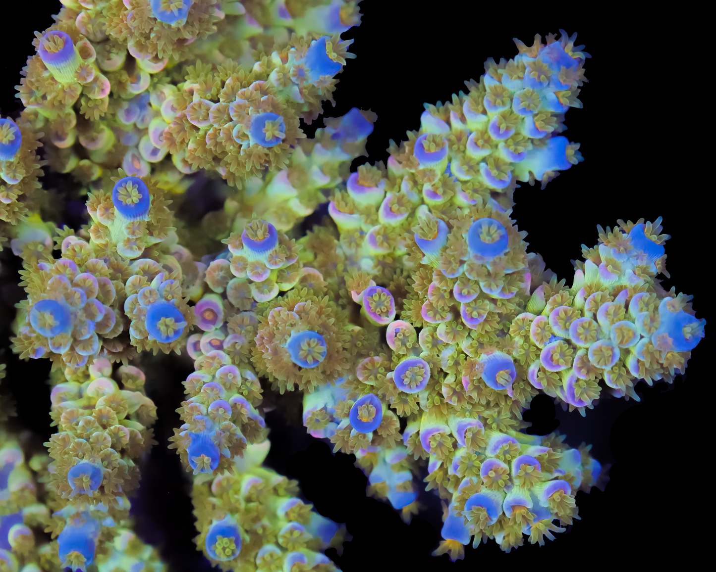 818'S PIPELINE TENUIS