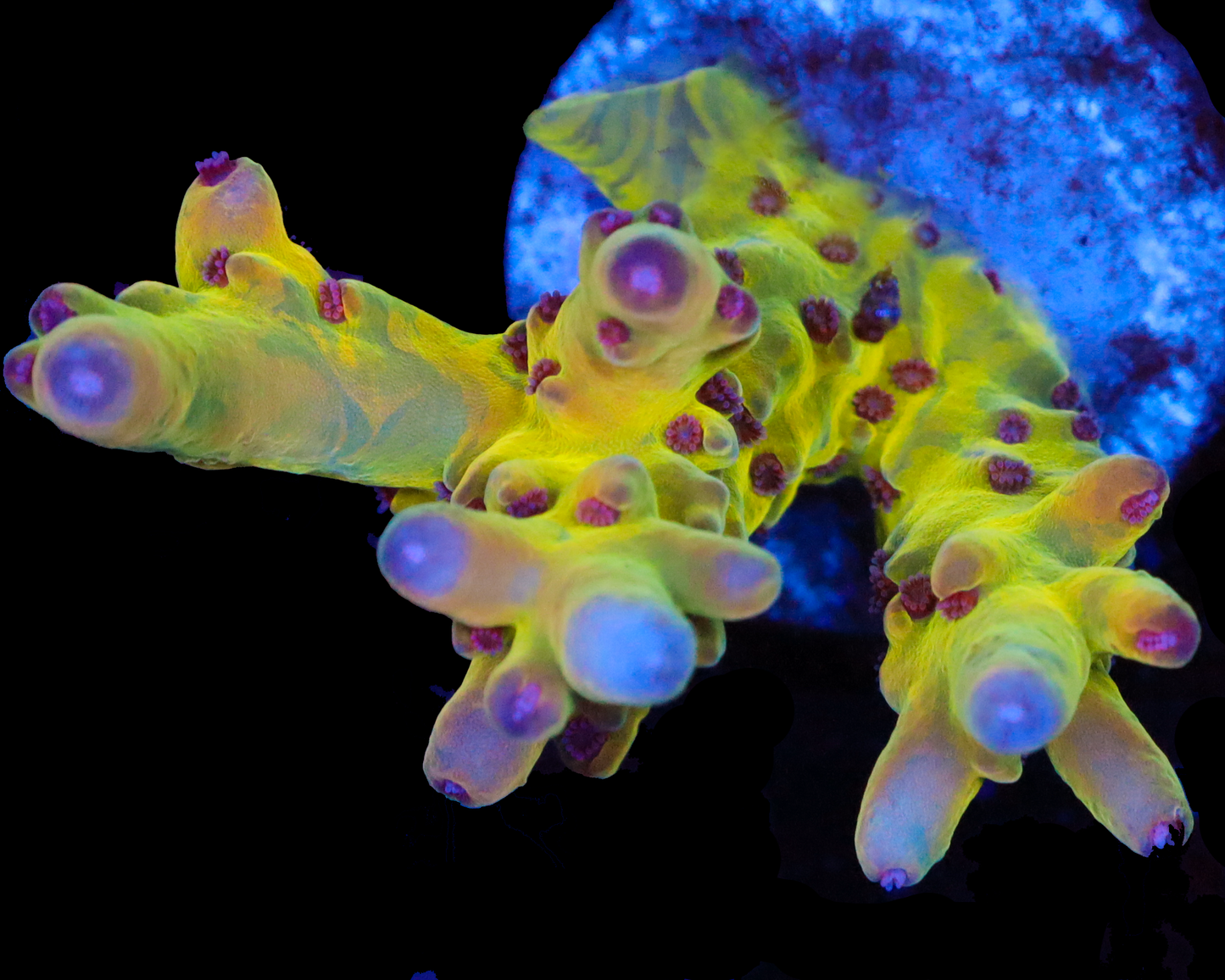 818'S PSYCLONE LOKANI