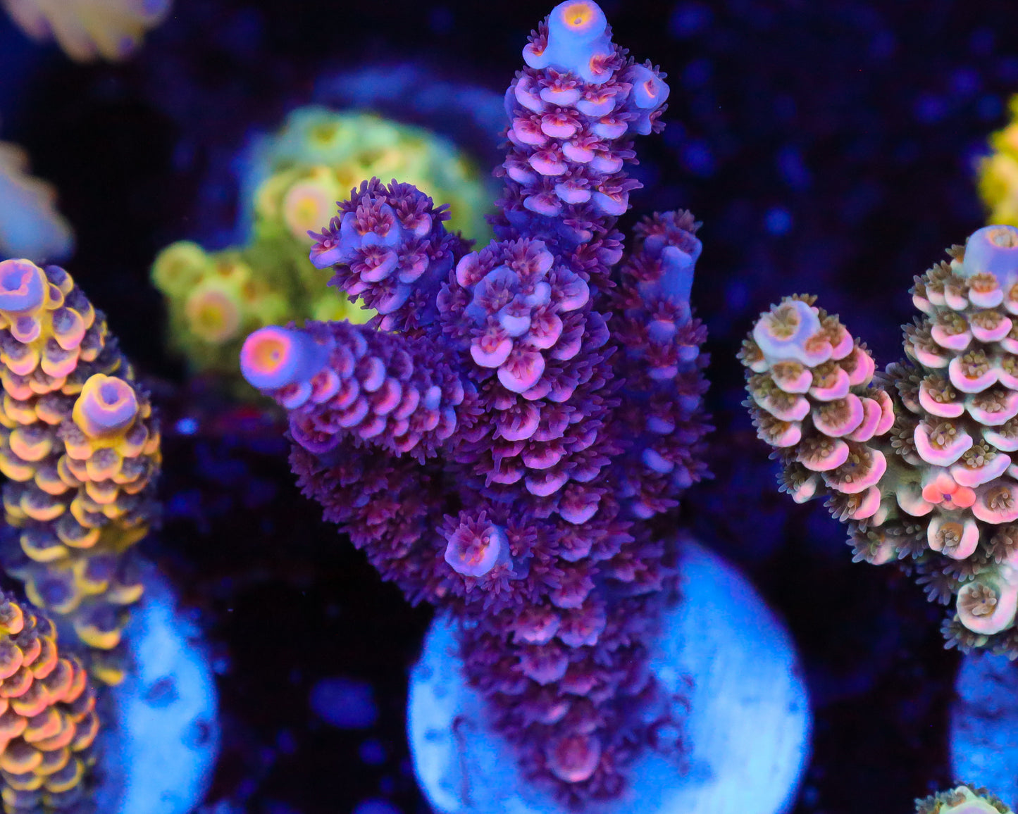 818'S BLACKWATER TENUIS