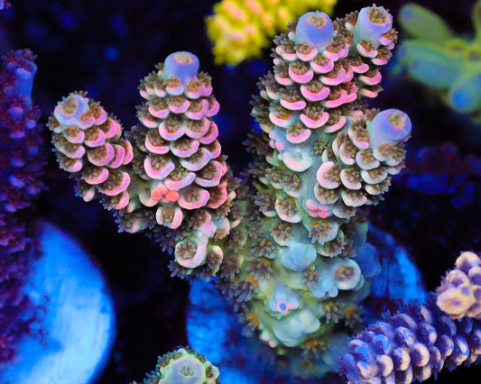 818'S SOUR BERRY TENUIS