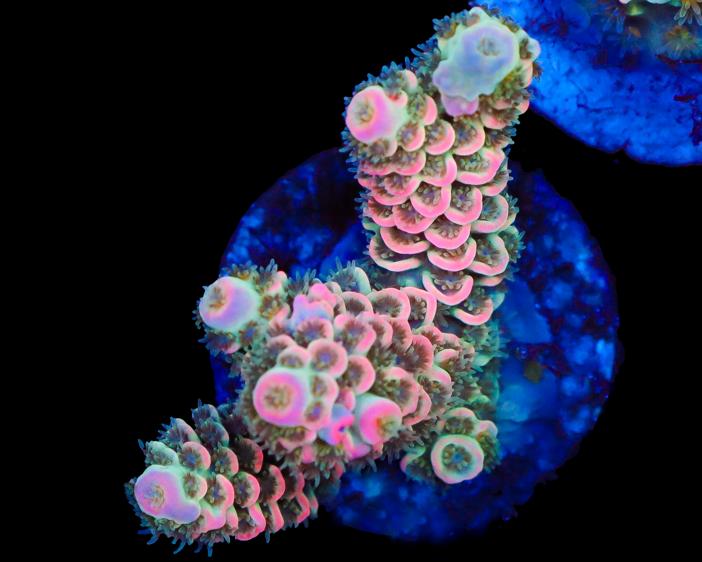 818'S PINK PRINCESS TENUIS