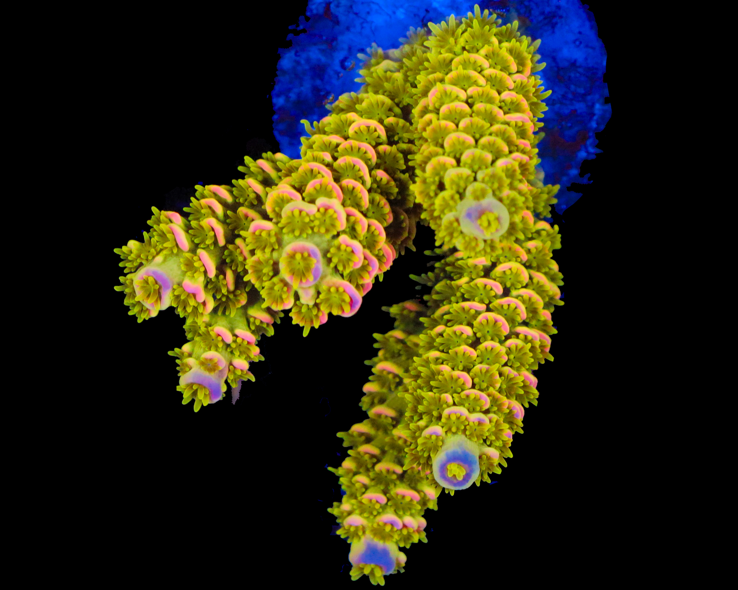 818'S AFTERMATH TENUIS CHUNKY