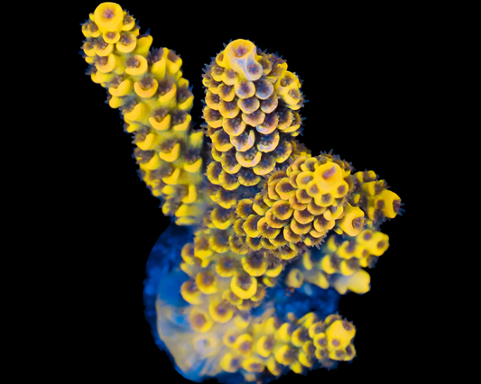 818'S LEMONBERRY SPLICE TENUIS CHUNK