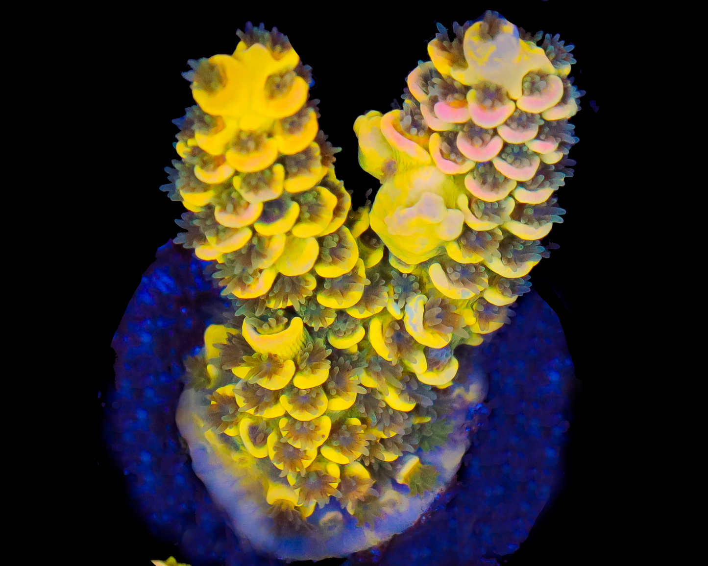 818'S BLUEBERRY SPLICE TENUIS