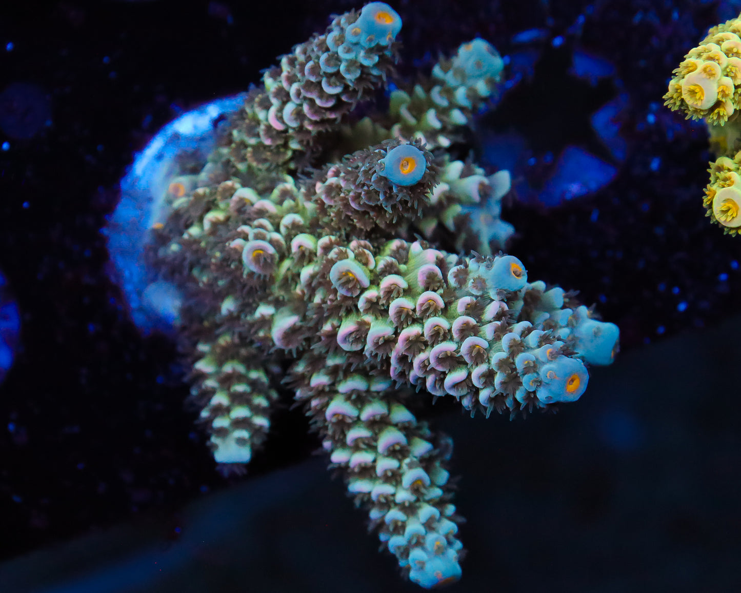 818'S PIPELINE TENUIS