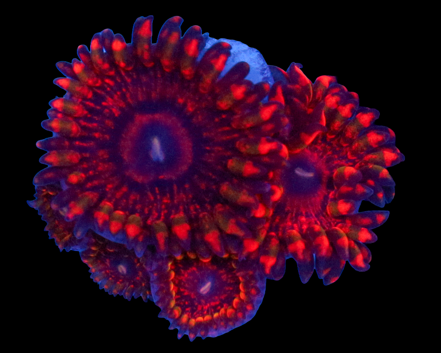 FLAMING MOHICIAN ZOAS