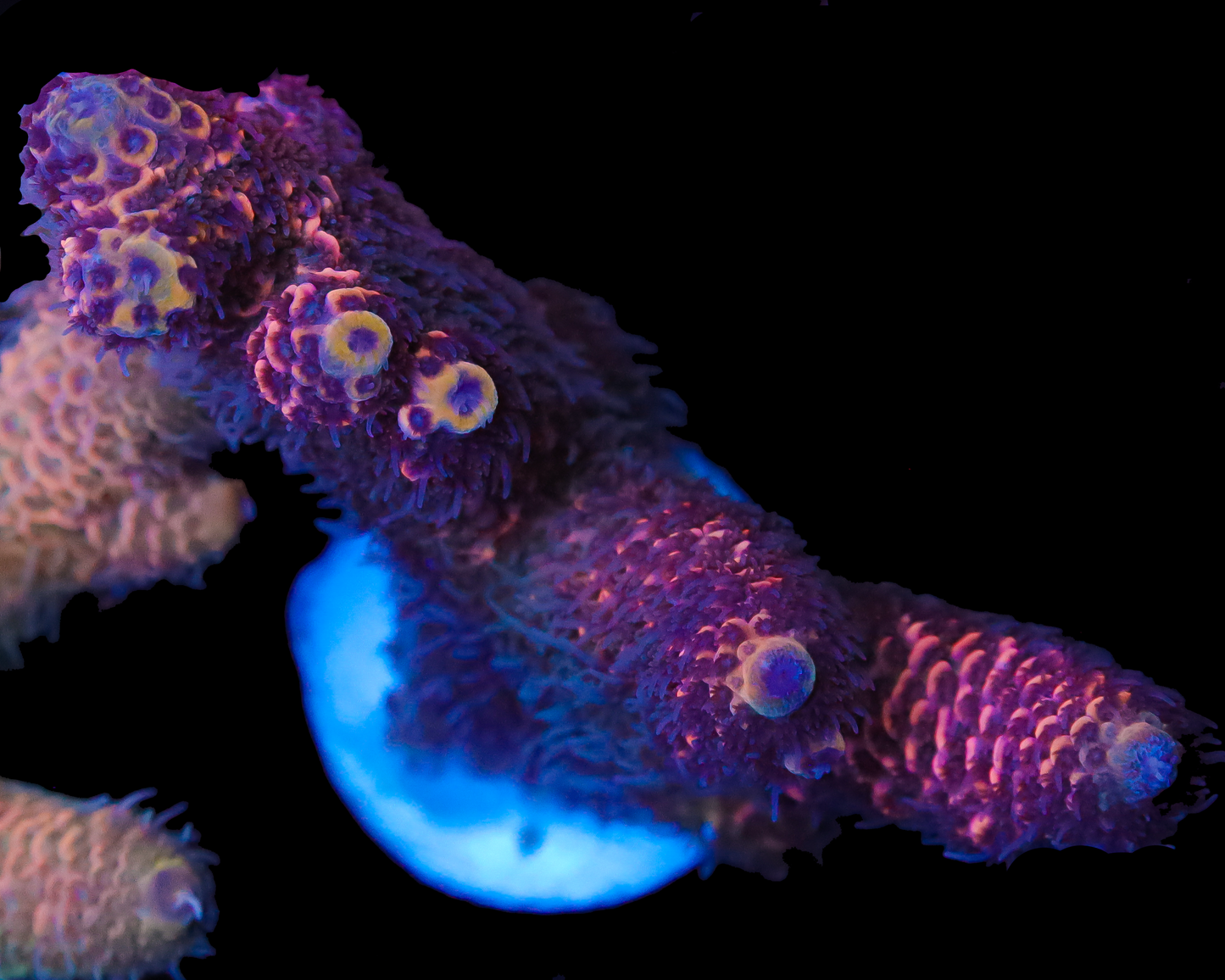 818'S SINISTER MILLIE