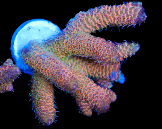 MULTICOLOR MILLIE BIG CHUNK