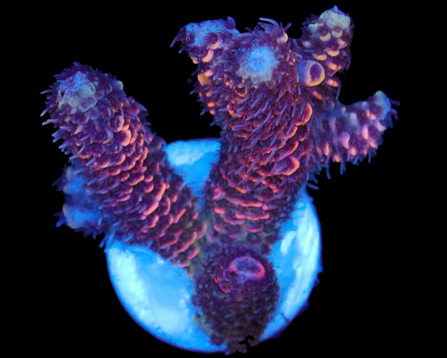 818'S EVIL DEAD MILLIE