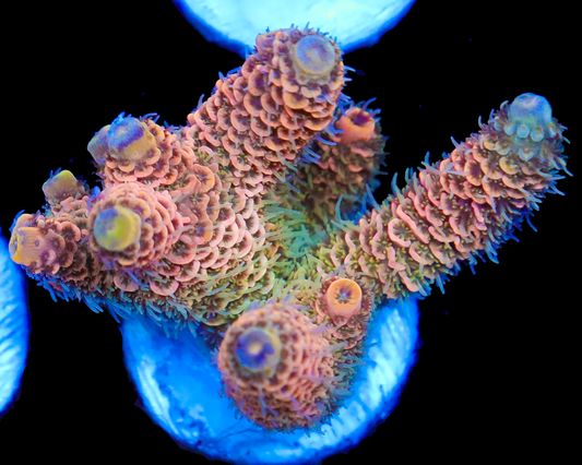 818'S PEACH PASSION MILLIE