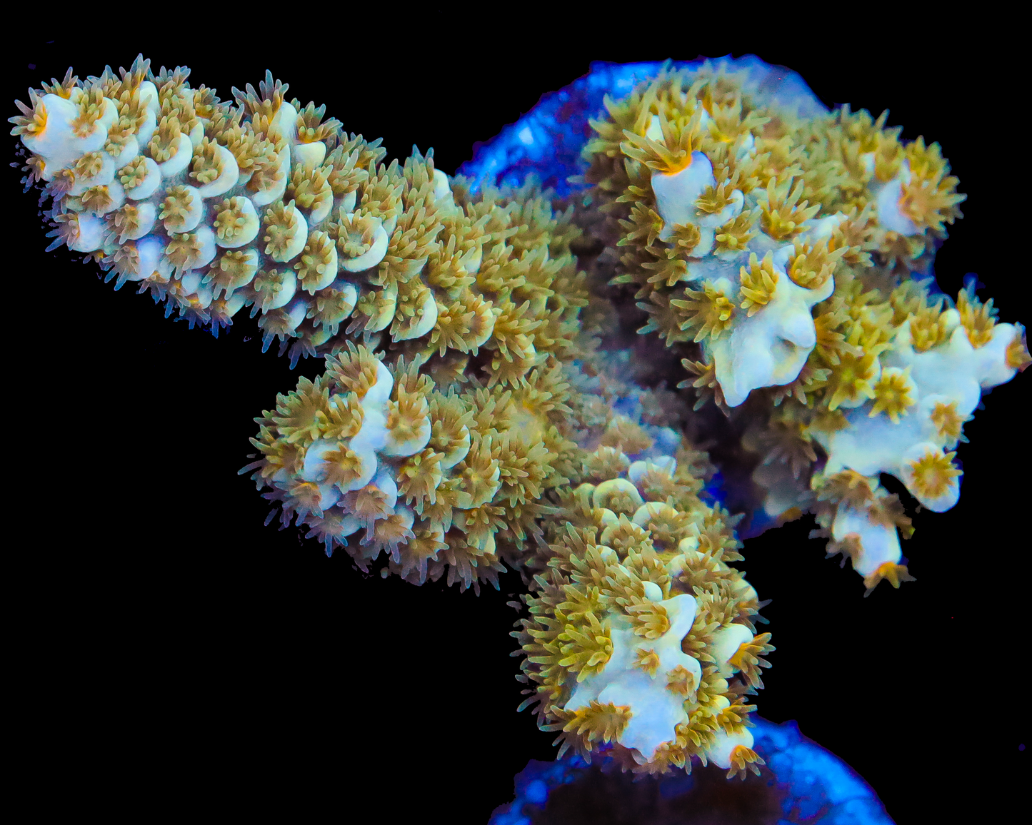 MALAYSIAN TENUIS CHUNKY