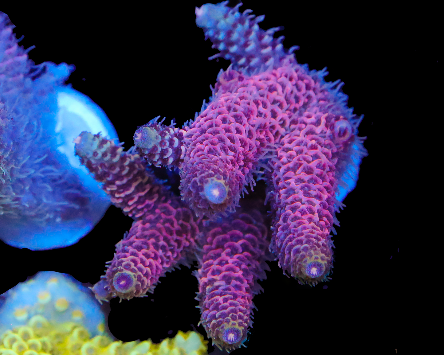 818'S GRAPE APE MILLIE