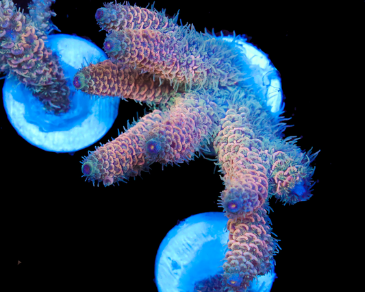 818'S MOONSHINE MILLIE CHUNKY