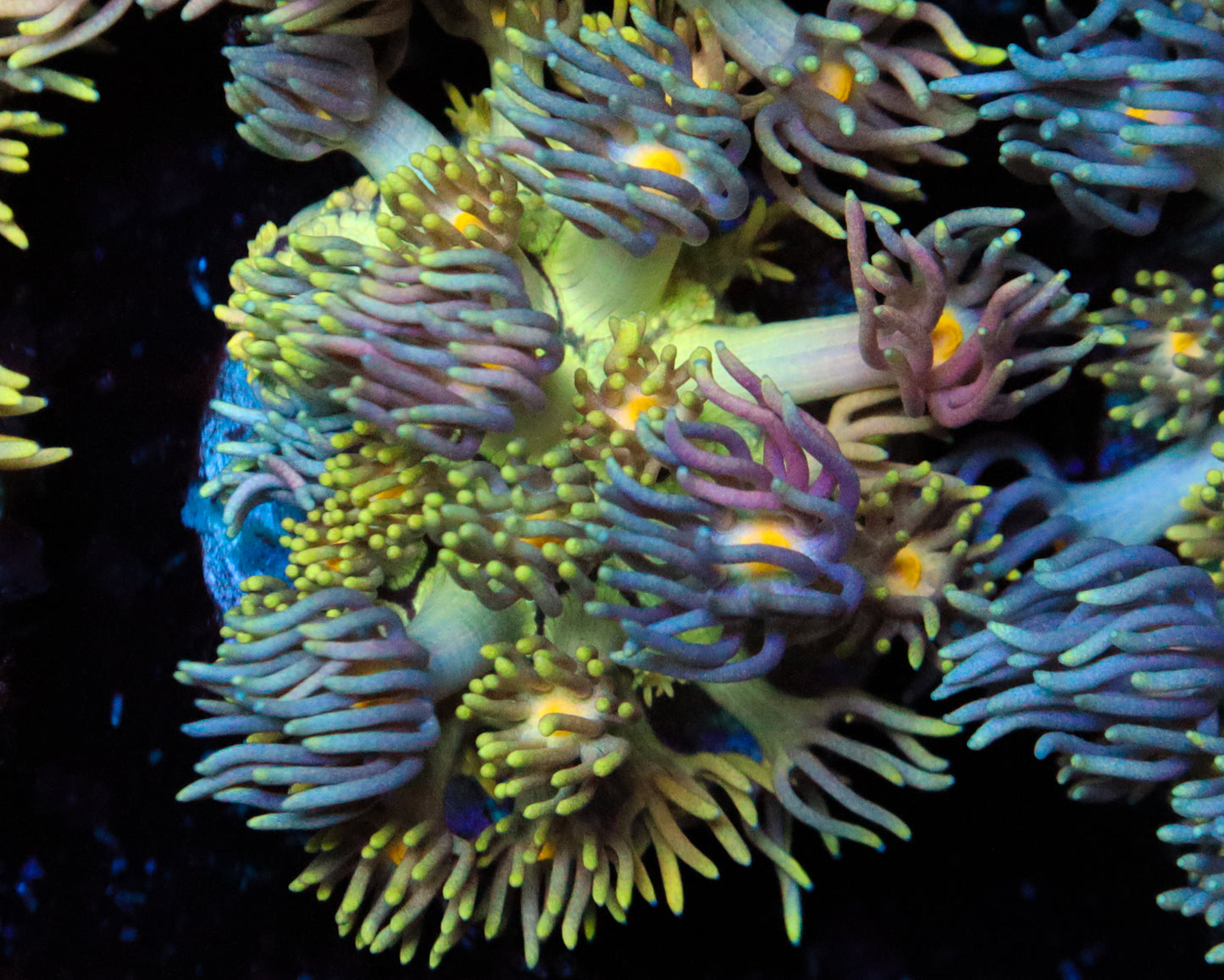 818'S BLUEBERRY PANCAKES GONI