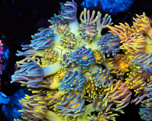 818'S BLUEBERRY PANCAKES GONI