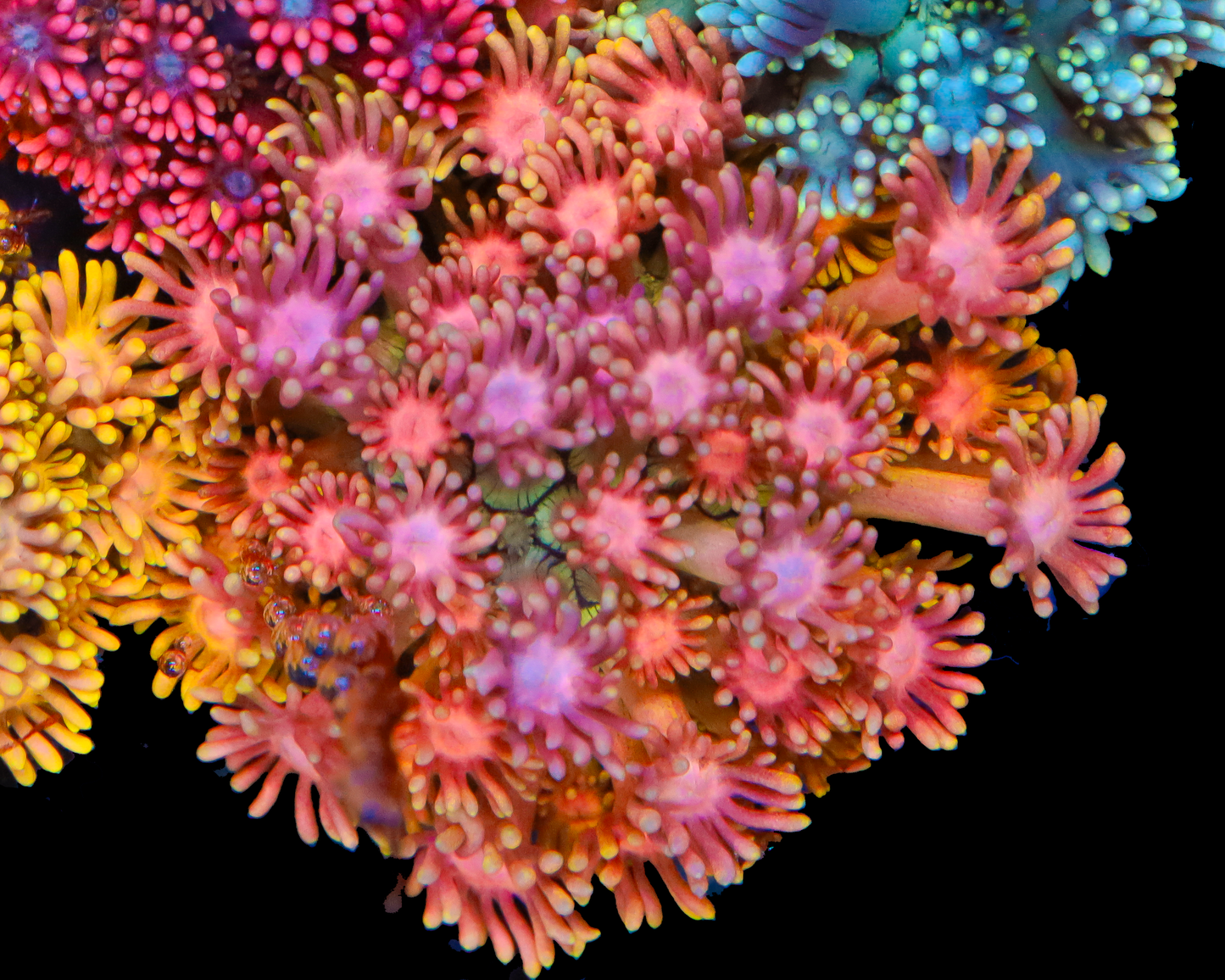 818'S STRAWBERRY DAIQUIRI GONI