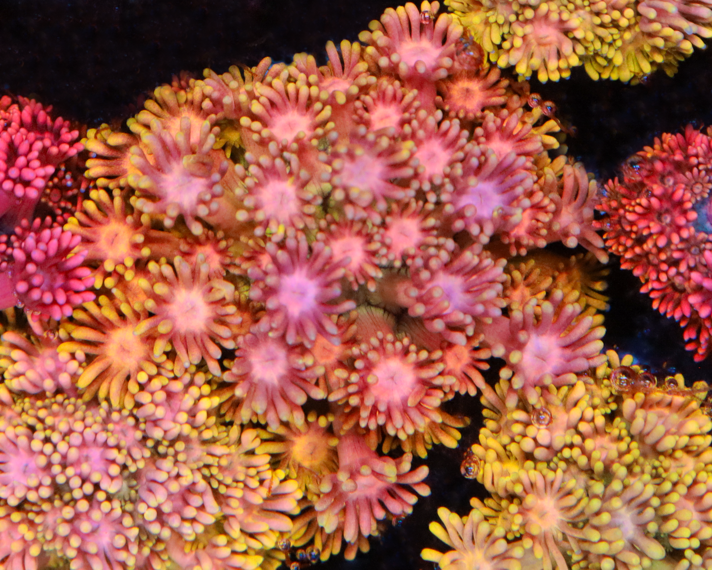 818'S SUMMER SUNSET GONI