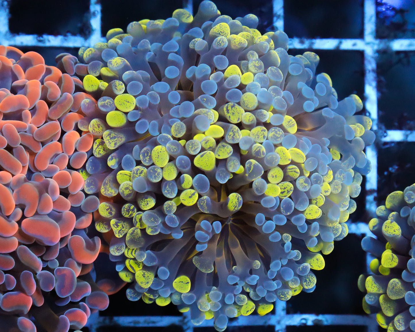 ULTRA BICOLOR BRANCHING HAMMER