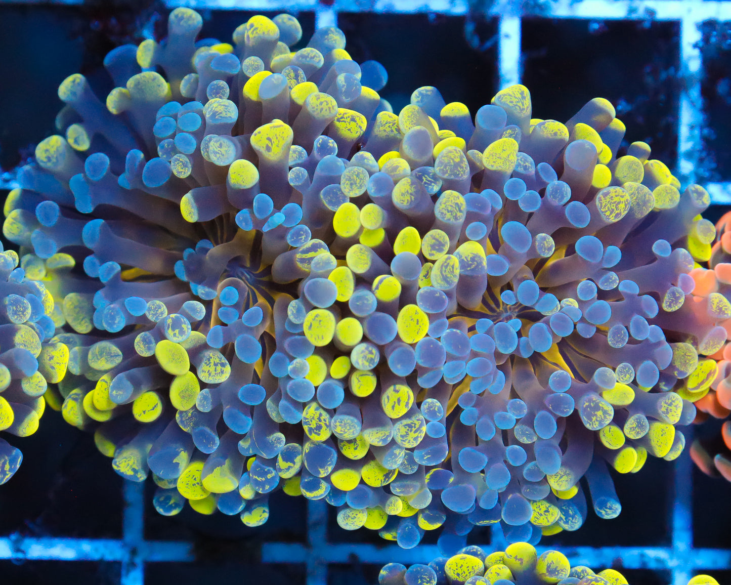 ULTRA MULTICOLOR BRANCHING HAMMER