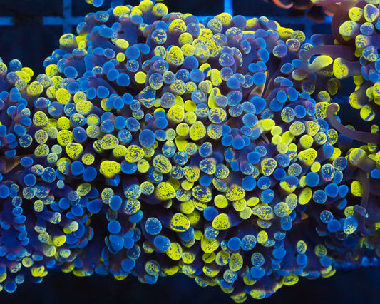 ULTRA MULTICOLOR BRANCHING HAMMER