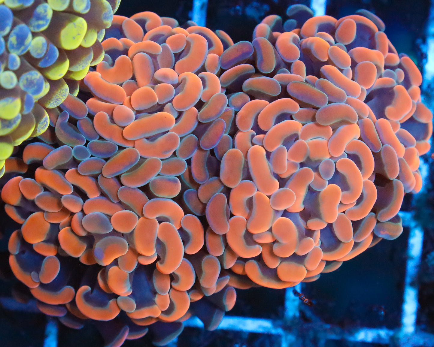 RAINBOW BRANCHING HAMMER MULTIPLE HEADS