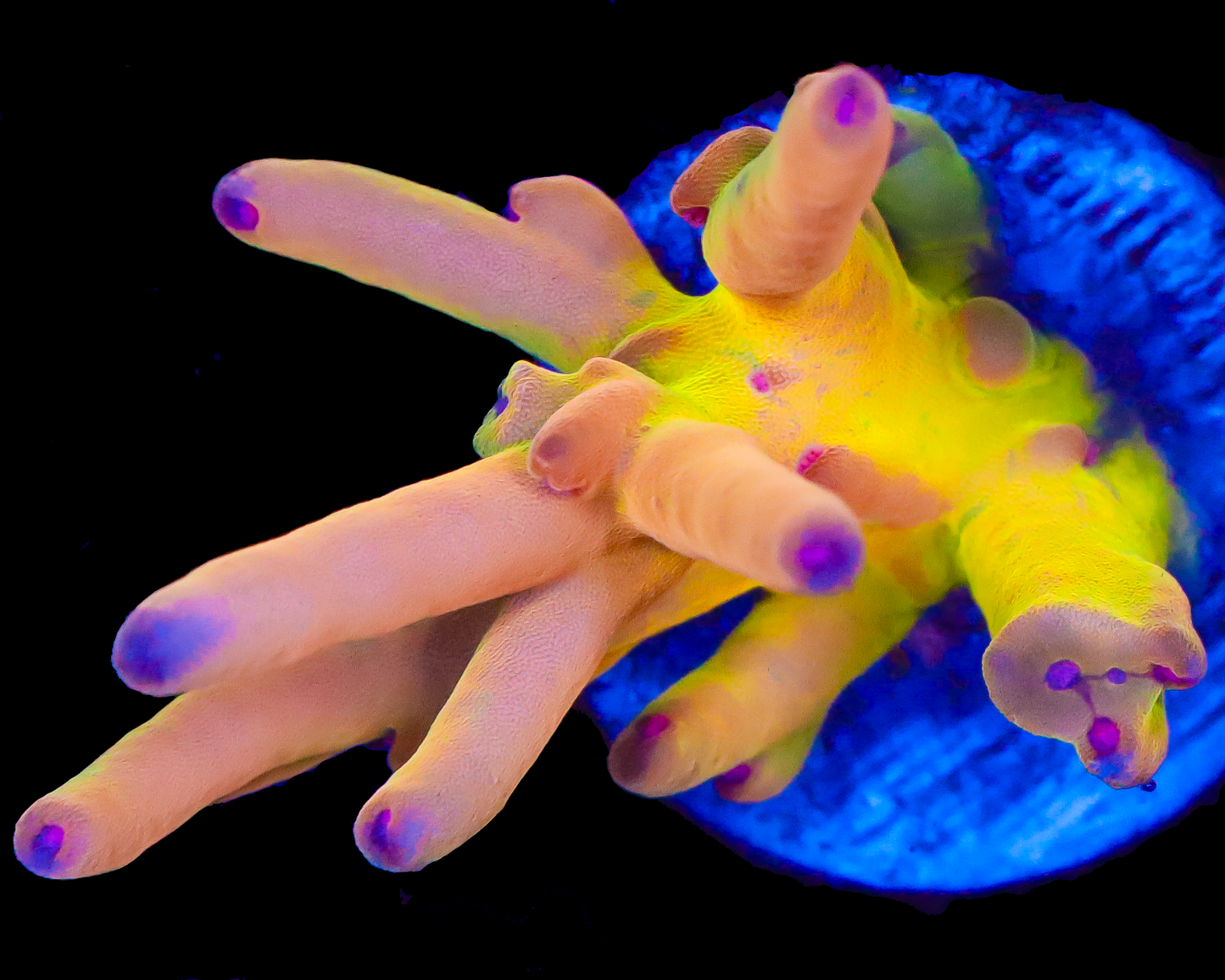 818'S TEQUILA SUNRISE LOKANI