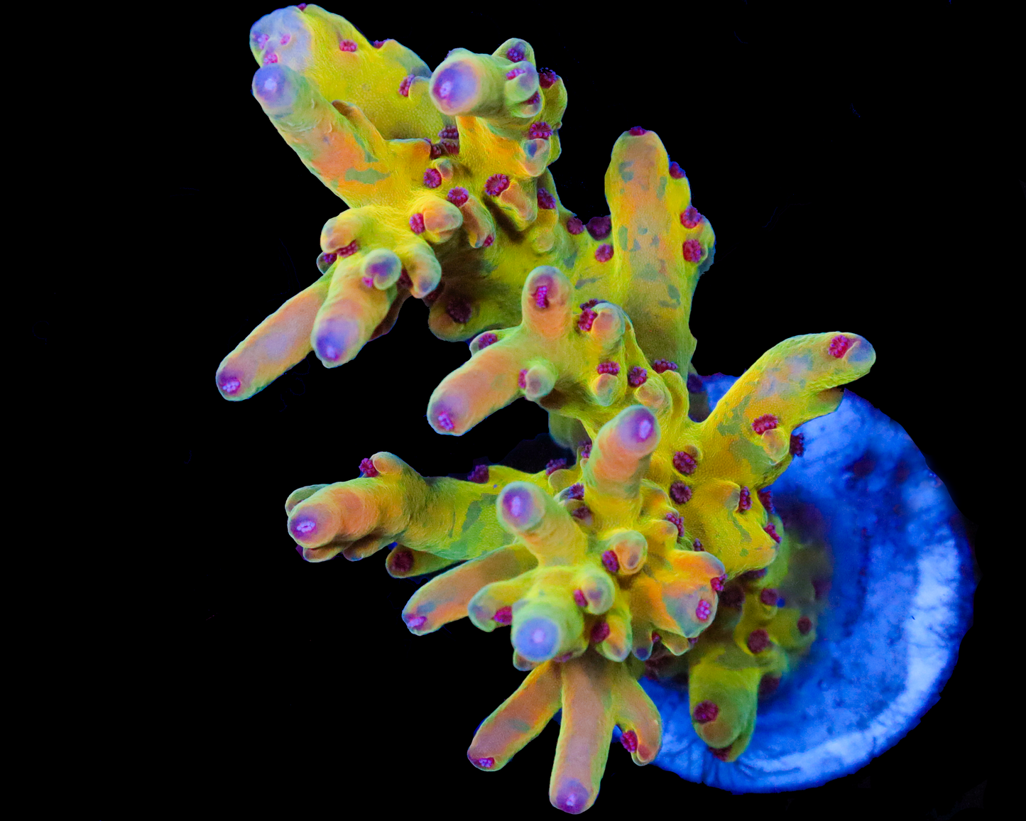 818'S PSYCLONE LOKANI CHUNK