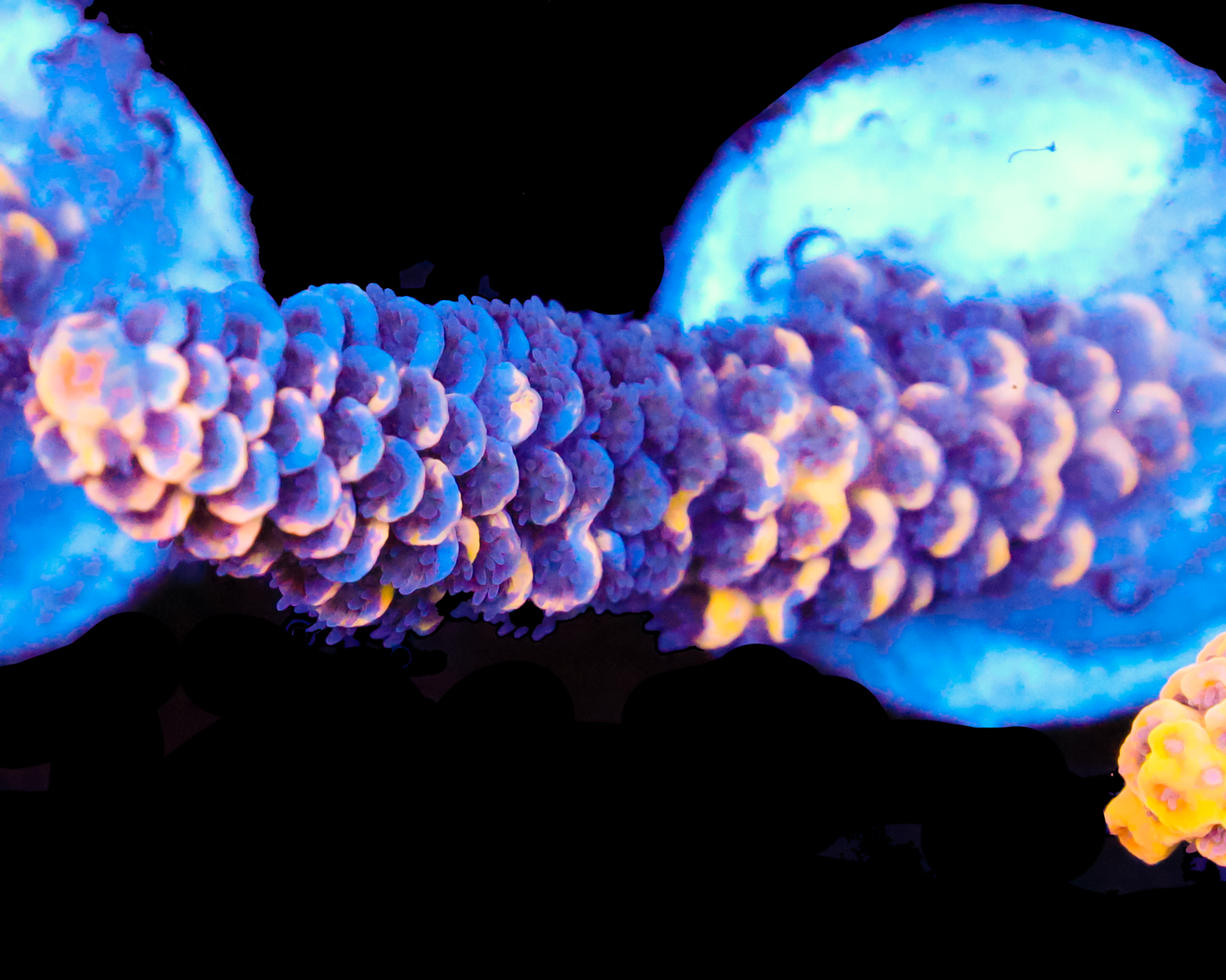 818'S LEMONBERRY SPLICE TENUIS