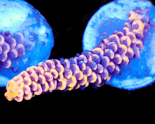 818'S LEMONBERRY SPLICE TENUIS