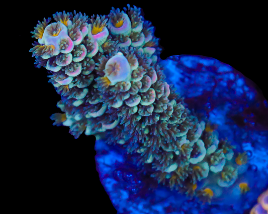 818'S RAZZLEBERRY TENUIS