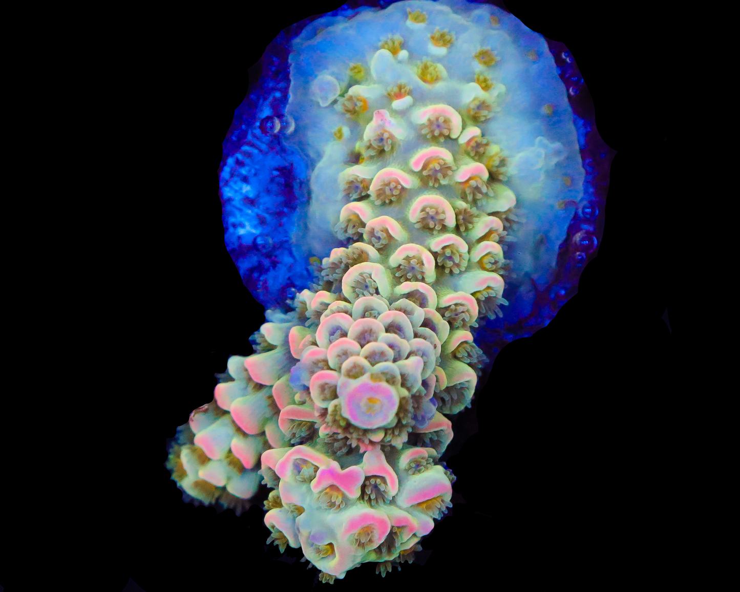 818'S PINK MIST TENUIS