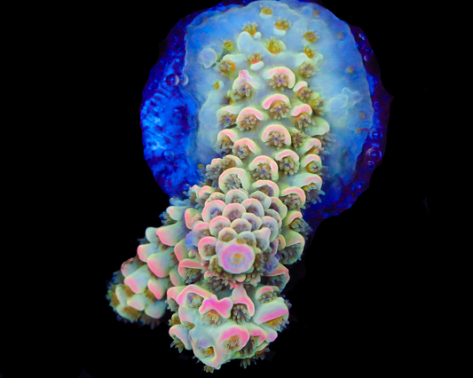 818'S PINK MIST TENUIS