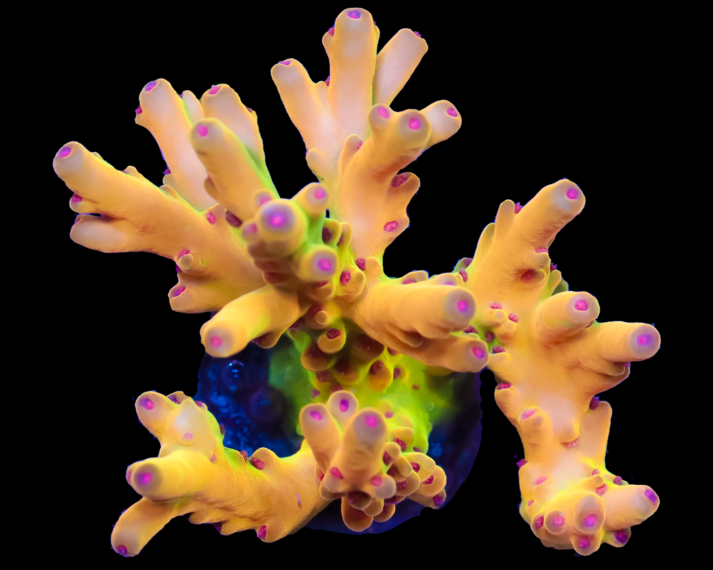 818'S SCREWDRIVER LOKANI