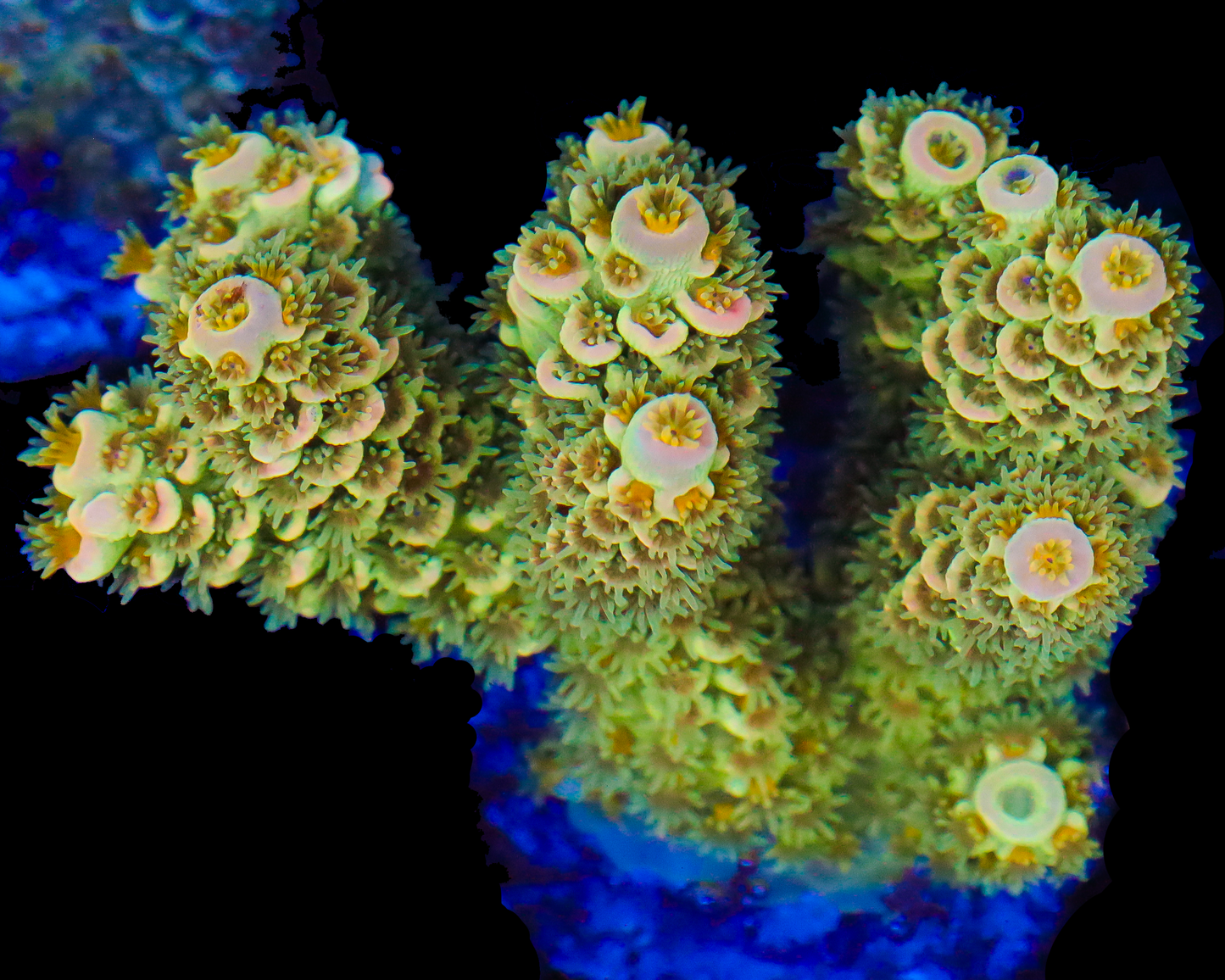 818'S CITRUS SQUEEZE MINI COLONY