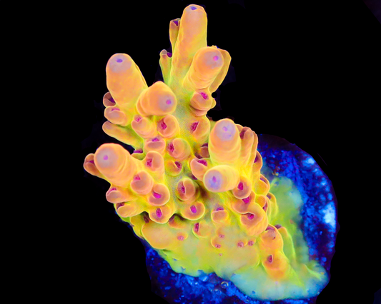 818'S SIDEWINDER LOKANI