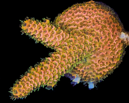 818'S PUMPKIN SPICE MILLIE