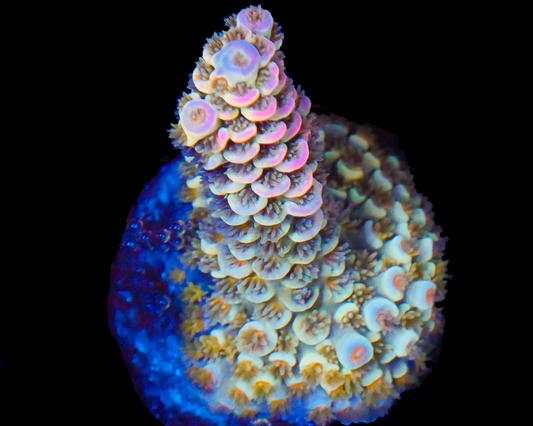 MALAYSIAN RAINBOW TENUIS