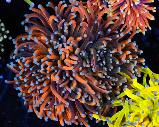 XL GOLD BANANA TORCH