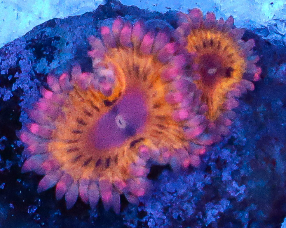 818'S STRATOCASTER ZOAS