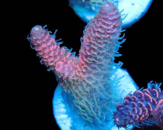 818'S COTTON CANDY MILLIE