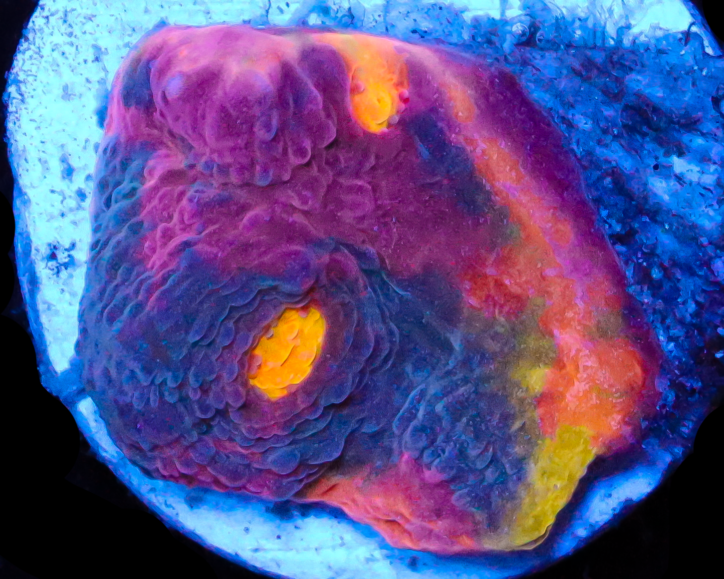 818'S RAINBOW RIM CHALICE