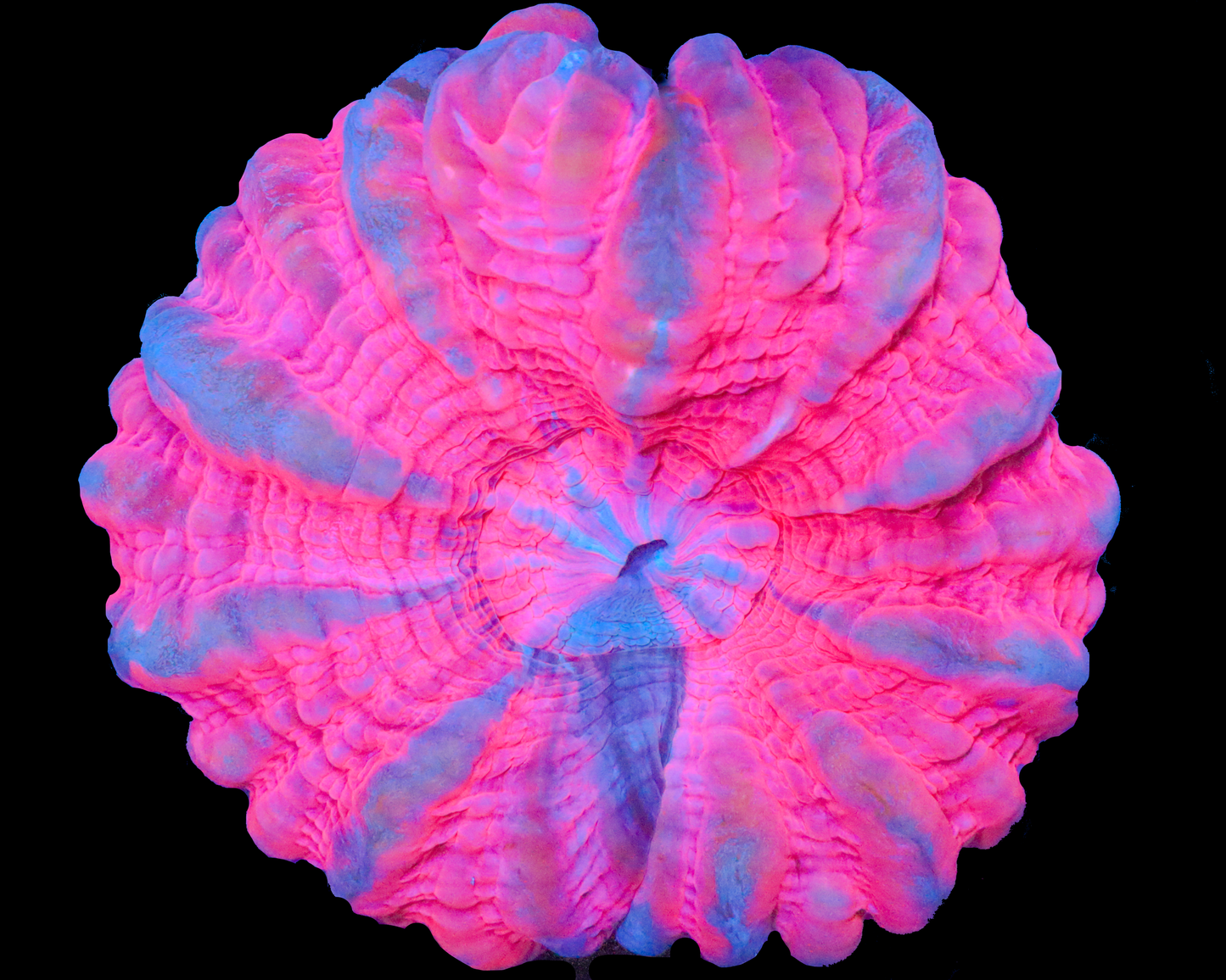 INSANE COTTON CANDY CYNARYNIA